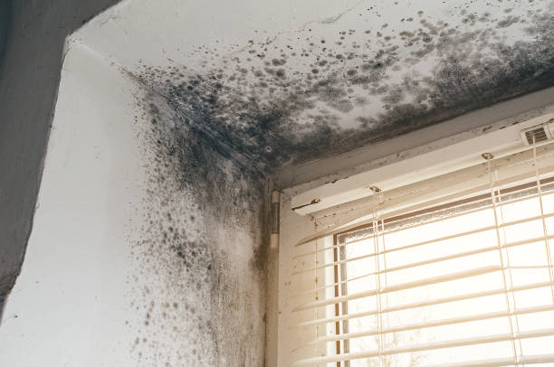 Affordable Mold Cleanup solutions in Belmont, VA